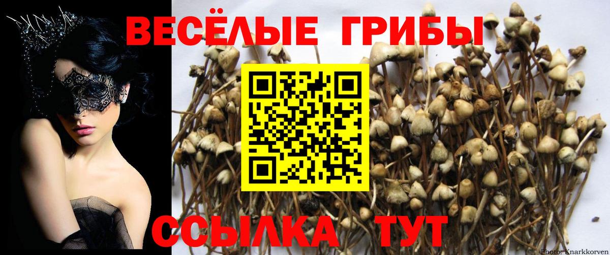 Галлюциногенные грибы Cubensis Изобильный